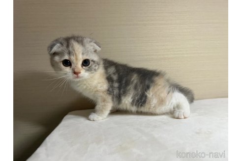 成約済の茨城県のスコティッシュフォールド(折れ耳)-92098の2枚目